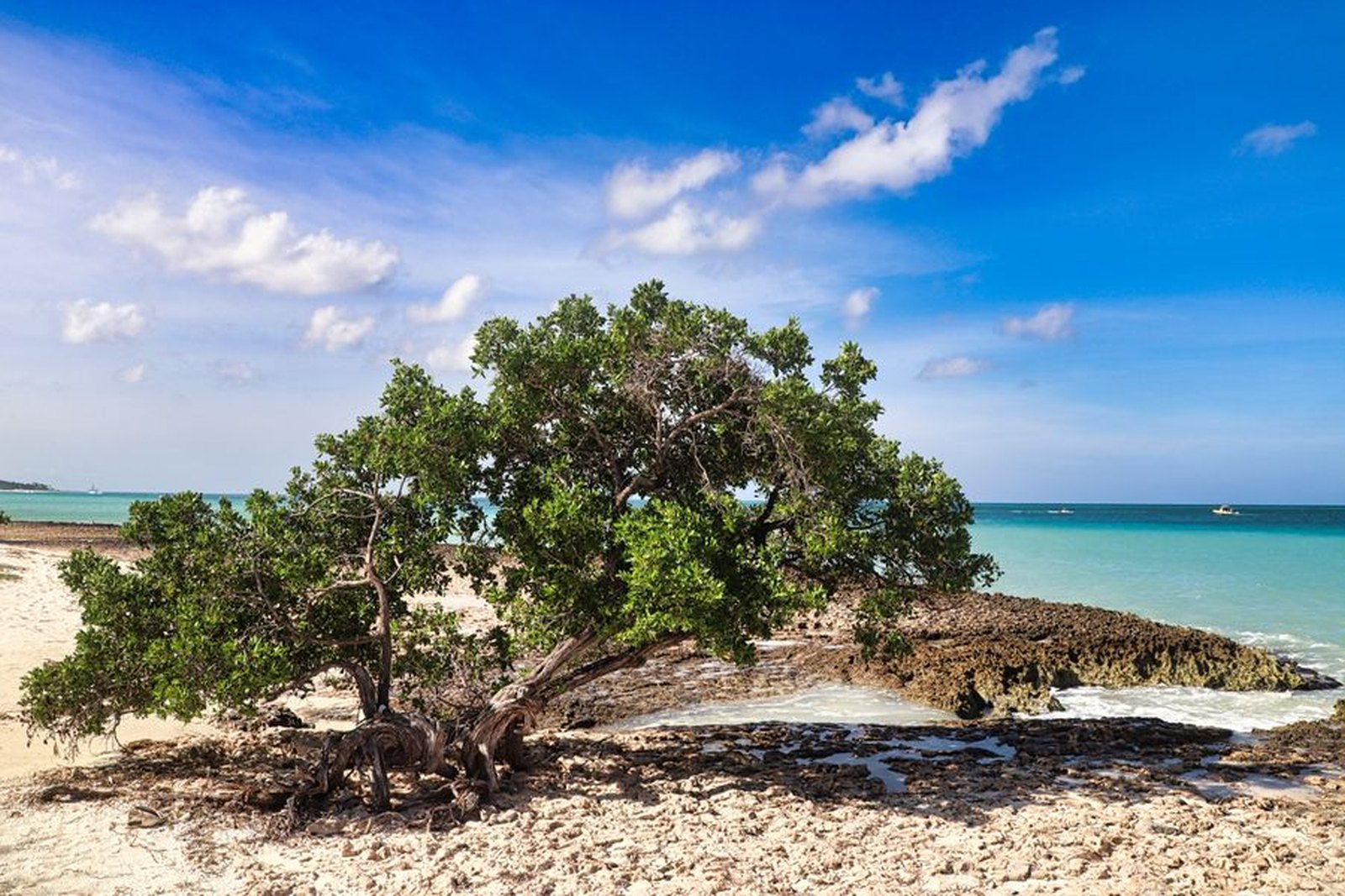 Divi-divi tree in Aruba